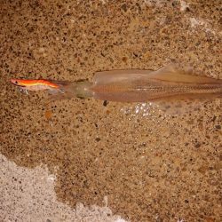 久々の複数釣果